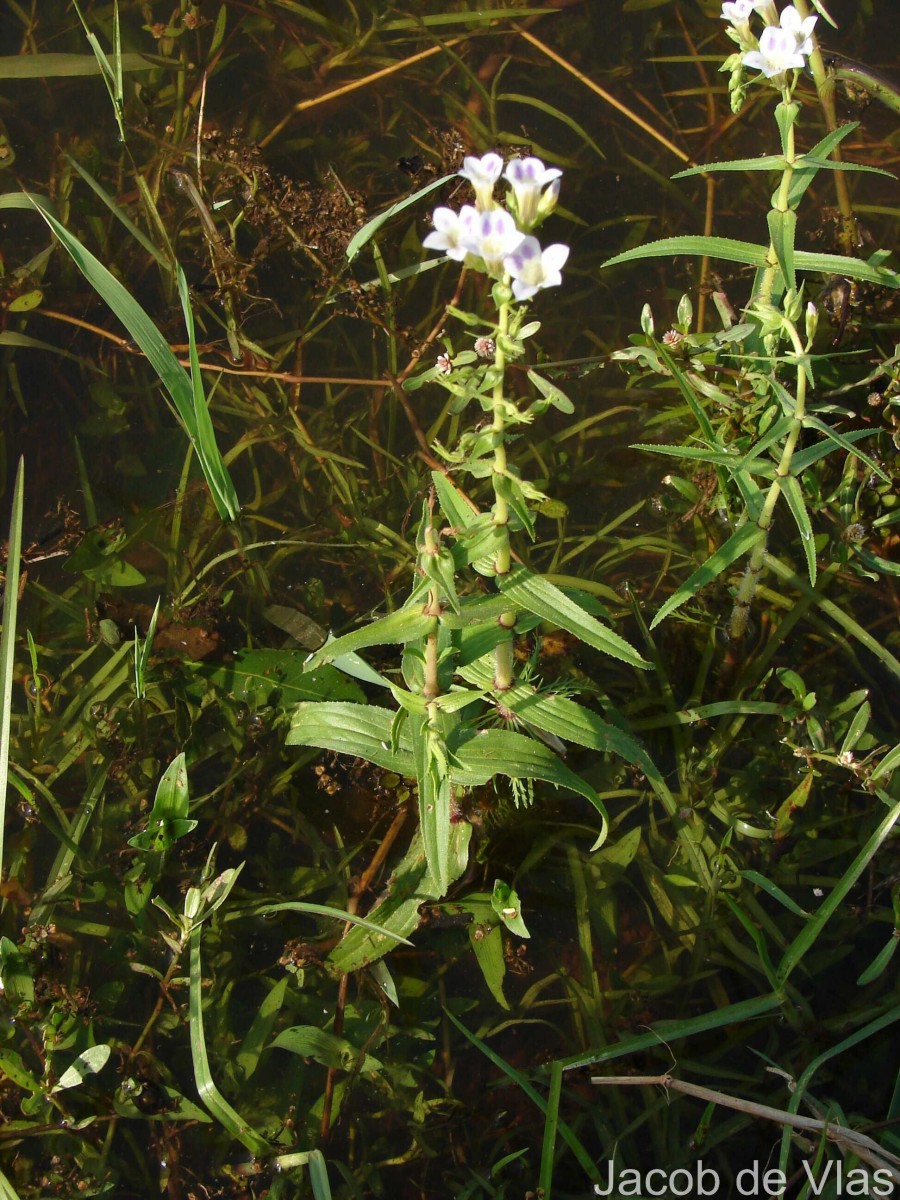 Limnophila aquatica (Roxb.) Alston